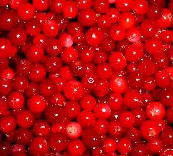 Wholesale Price Frozen fruit IQF Frozen Lingonberry for sale