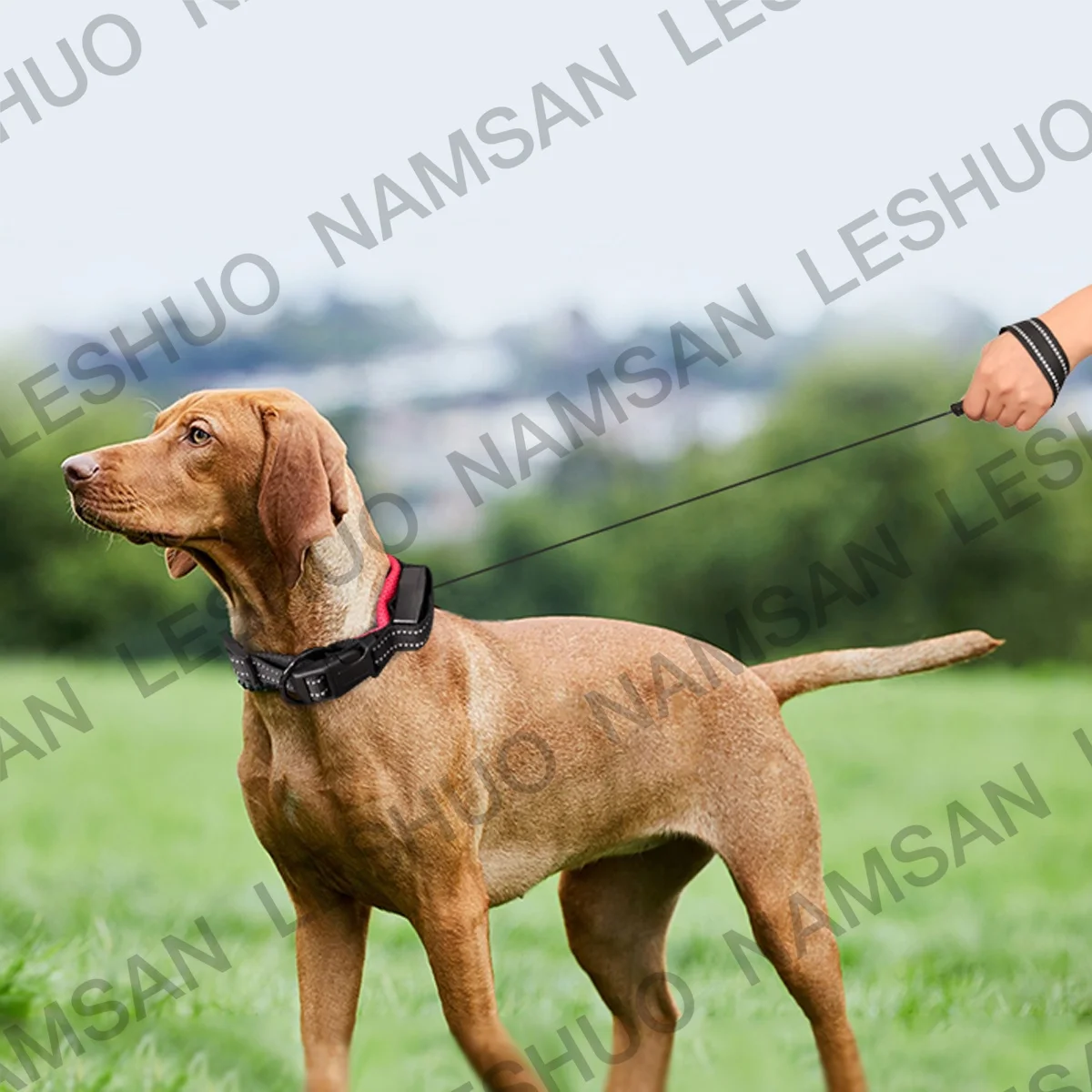 Pet Supplies Dog Collar Leash with Buckle Collar Elastic Adjustable Leash AutomaticallyRetract Pet Leash New Design for Dogs