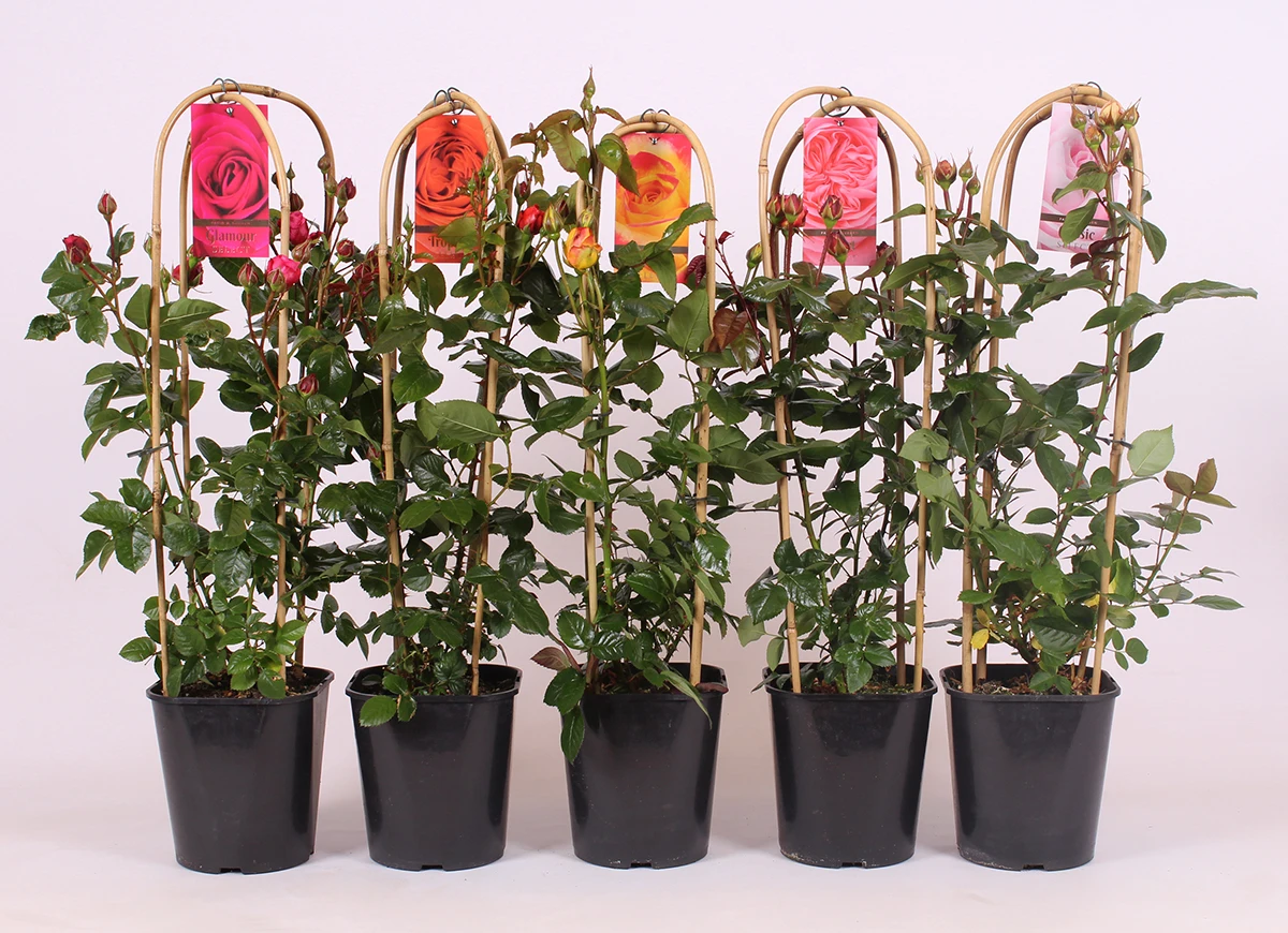 Plastic label for plant flower tag identify marker  flower name hang tag