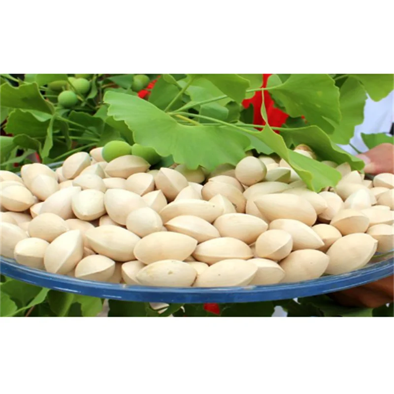 Wholesale   ginkgo nuts south africa top quality human consumption fresh raw  100% Natural Ginkgo
