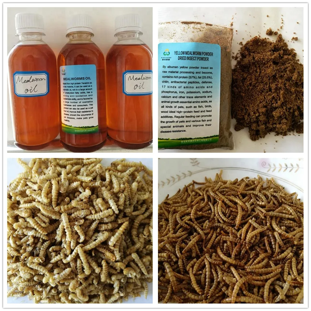 
mealworms oil for fish dog feed 