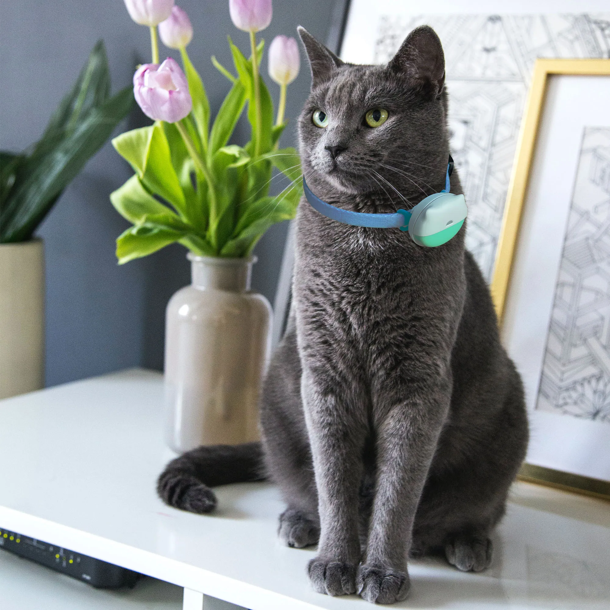 Dog Anti Lost Collar Real Time Historical Route Tracker Pet GPS Tracking Locator