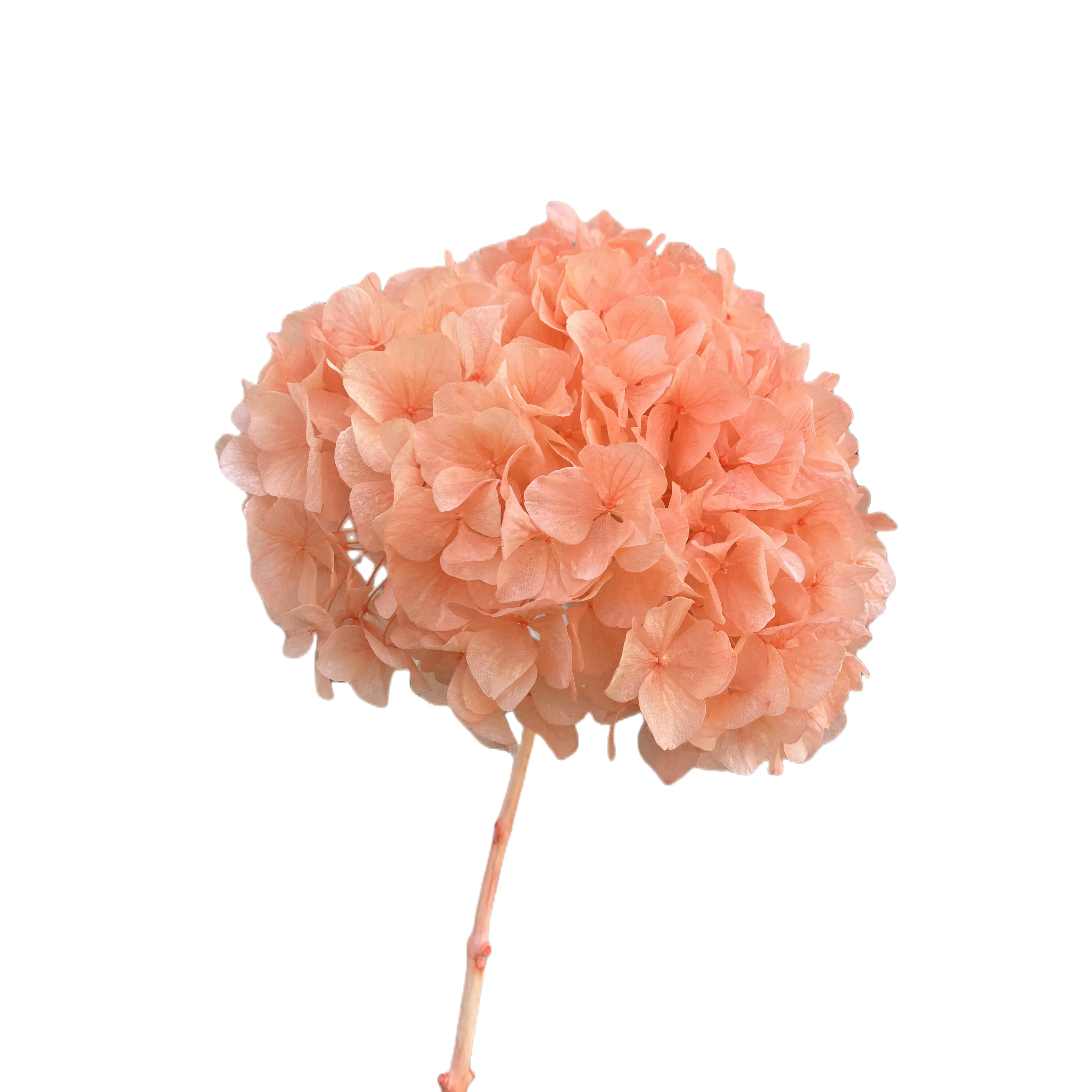 Spot goods preserved big leaf hydrangea with wholesale price for floral displays and wreaths