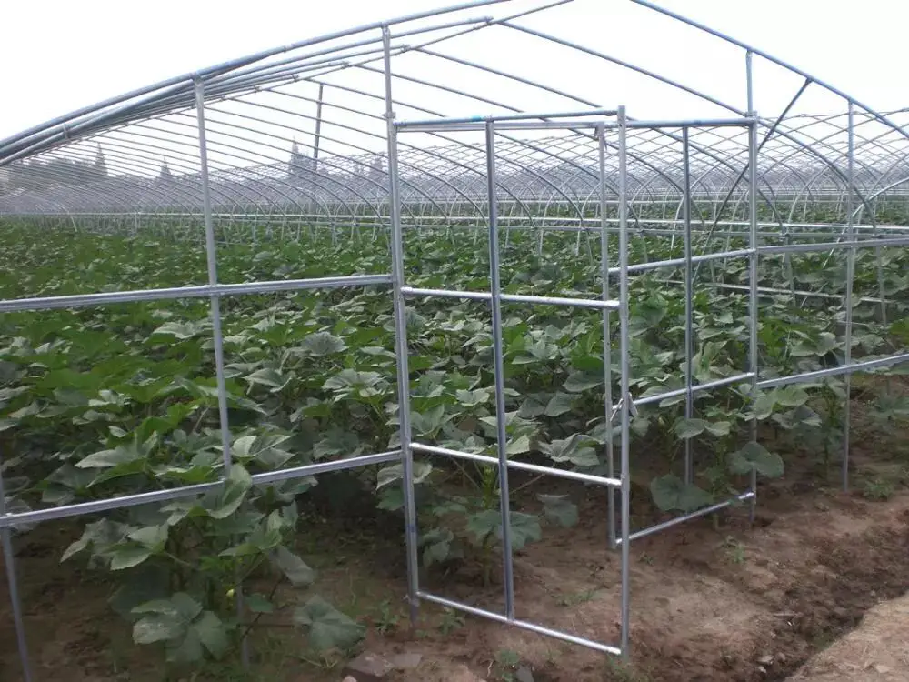 Single Span PE Film Galvanized Steel Frame Greenhouse Agriculture Plastic Greenhouse Tunnel Type