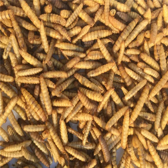 Popular trend best selling dried black soldier fly for poultry food animal feeding