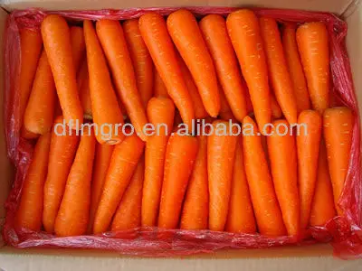 New Crop S M L 3L  Top Grade Low Price Fresh Carrots