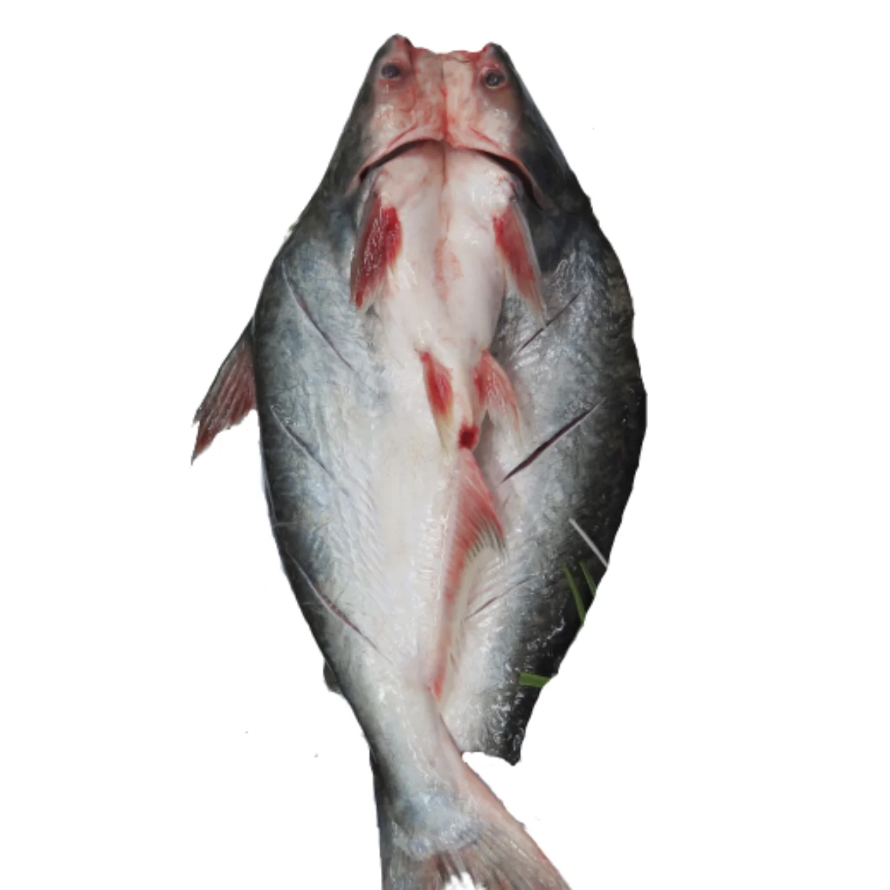 Wholesale Supplier Professional Low Price Frozen Pangasius Butterfly Cut Sea Food Exporter