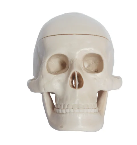 Манекен голова Череп Скелет человеческий череп модель усовершенствованная анатомическая пластиковая Миниатюрная человеческого черепа