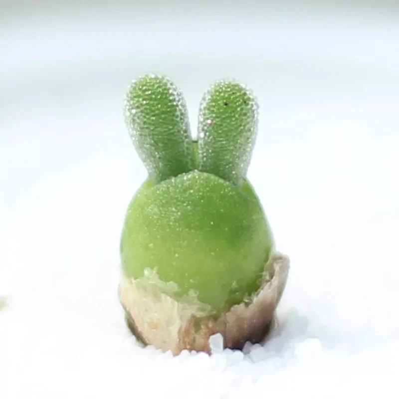 
Indoor perennial nature product Succulent plant MonilariaobconicaIhlenf.&Joergensbalcony 