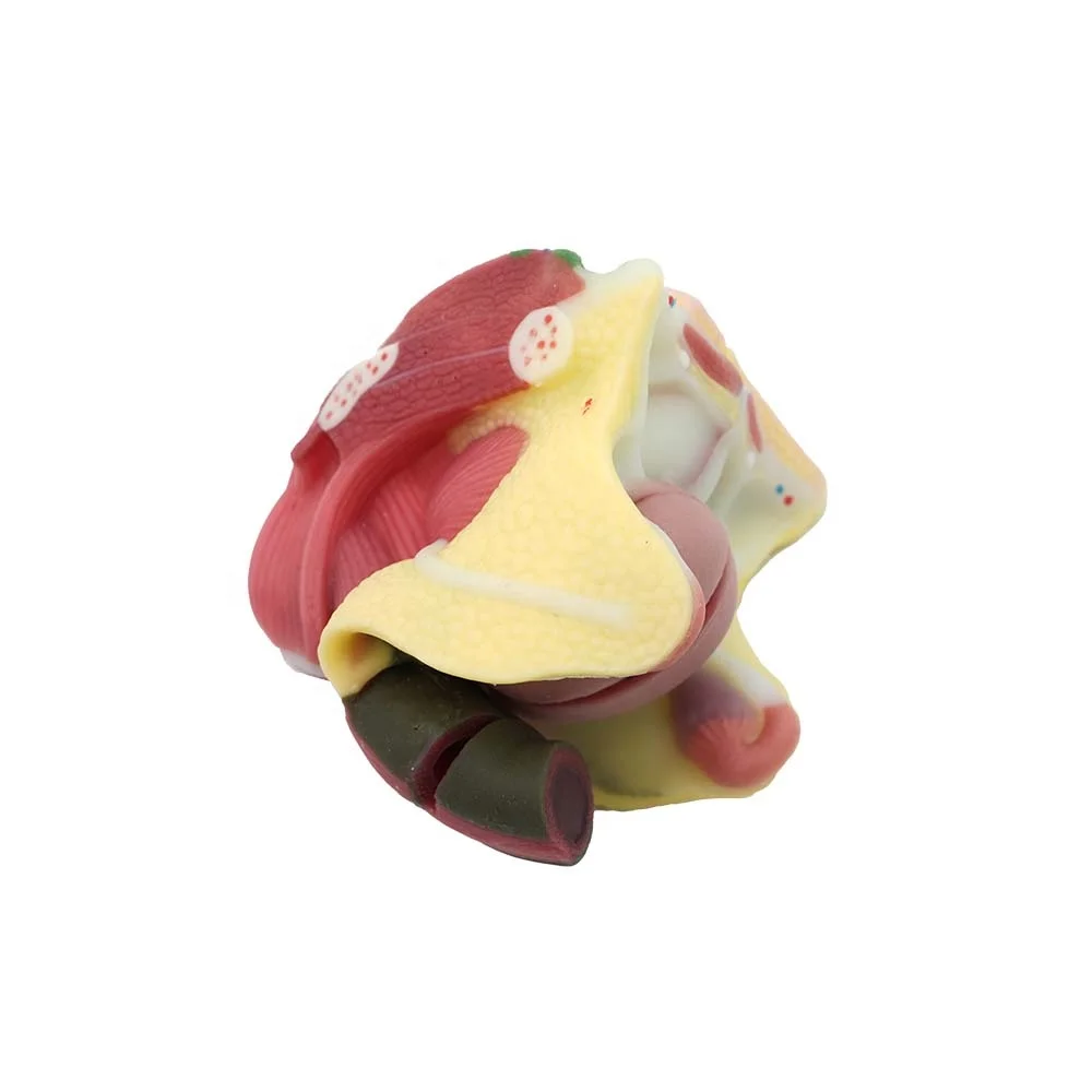 China Manufacturer Silicone Of Female Reproductive System Kidney Anatomical Model High Simulation Anatomy Models