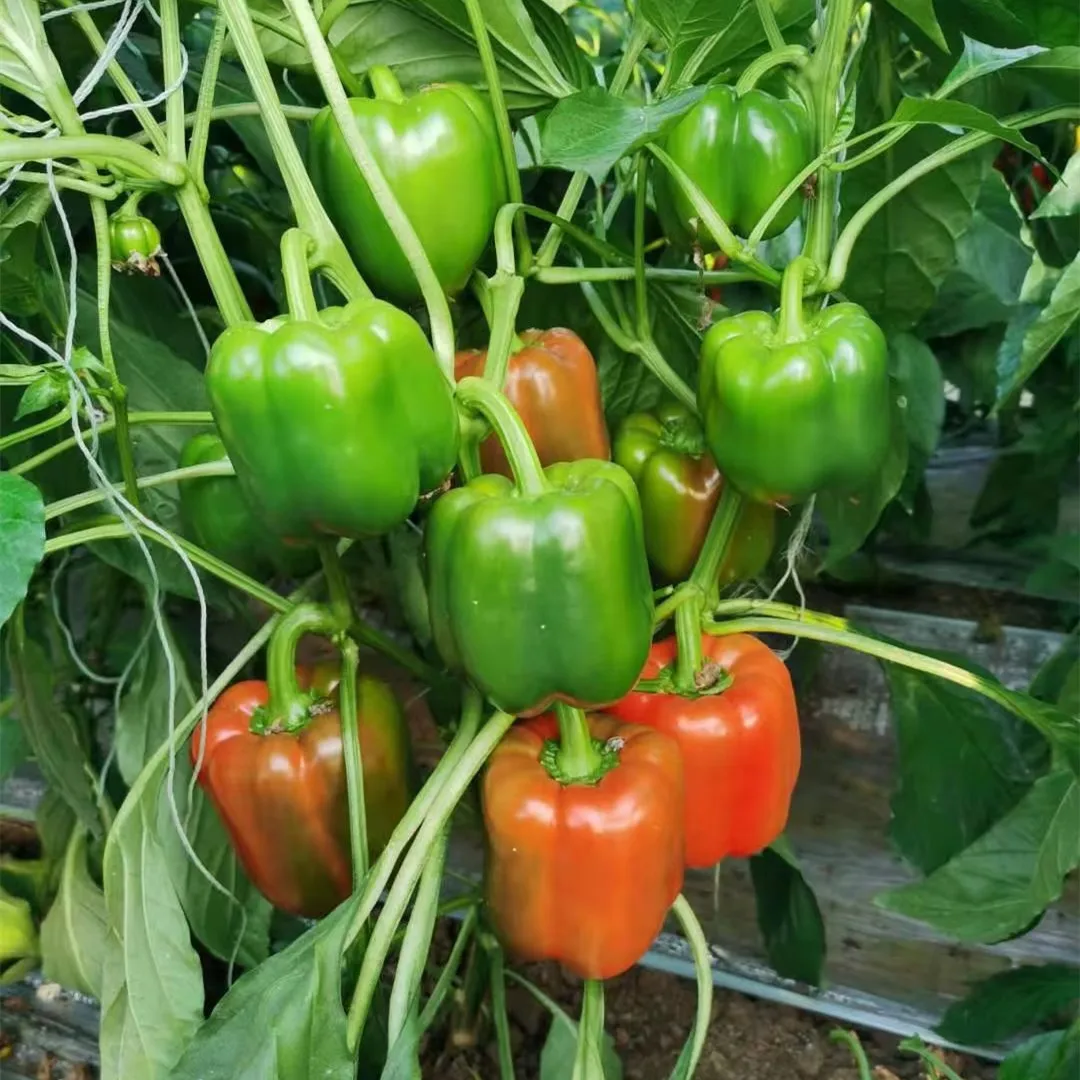 
Baron F1 Seeds Bell Hybrid F1 Red Sweet Pepper Seeds for Planting 
