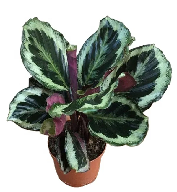 Настоящие Зеленые растения, калатея «медальон» бонсай в помещении