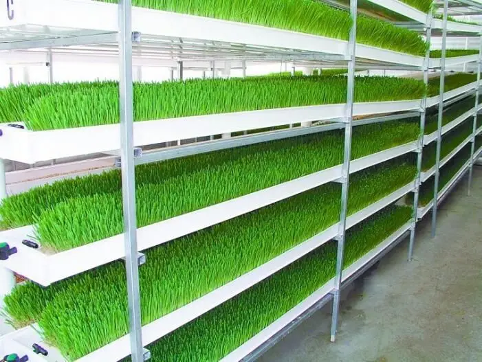 Greenhouse Hydroponic Microgreen System Hydroponic Growing System Vertical Fodder Tray Growing Rack