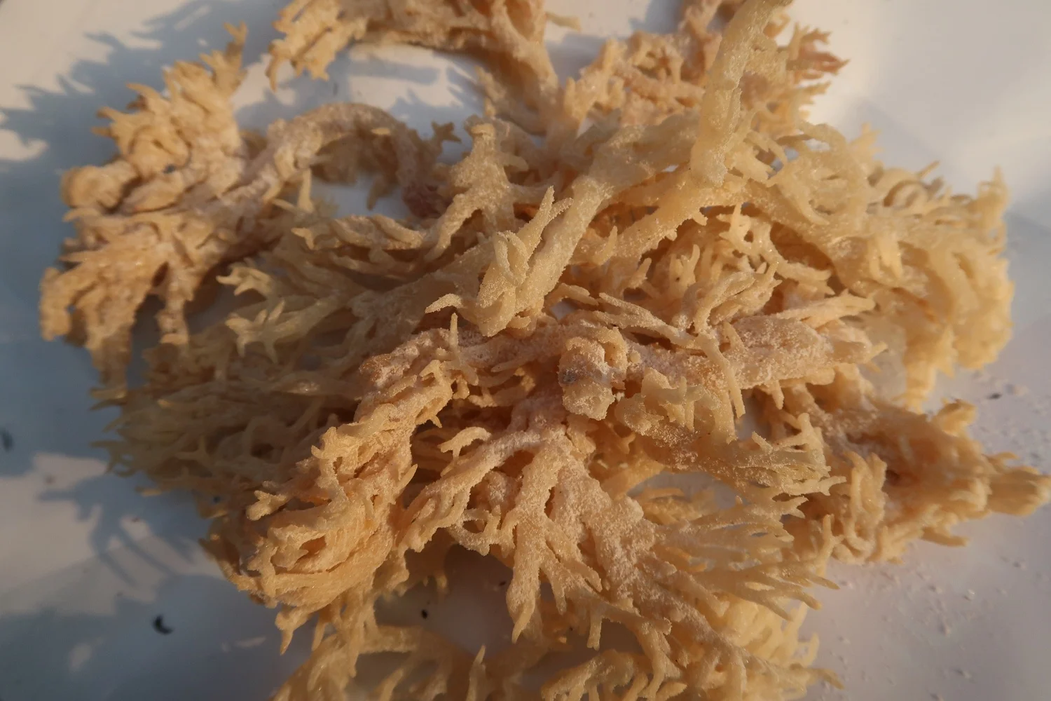 WHOLESALER SEA MOSS GUMMIES HIGH NUTRIENT - VITAMIN GUMMIES