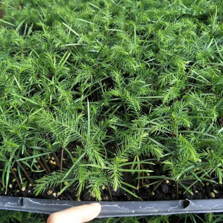 Завод рассады Араукария