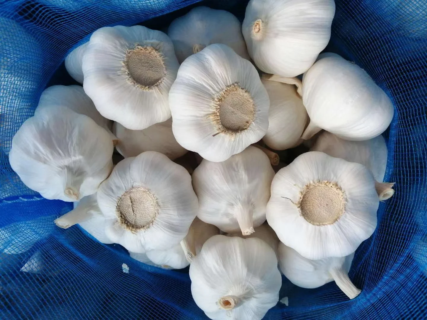 China Garlic Price in Cheap 4.5cm-6.5cm/package in carton/bag for Import/Export - new arrival chinese  wholesale fresh garlic