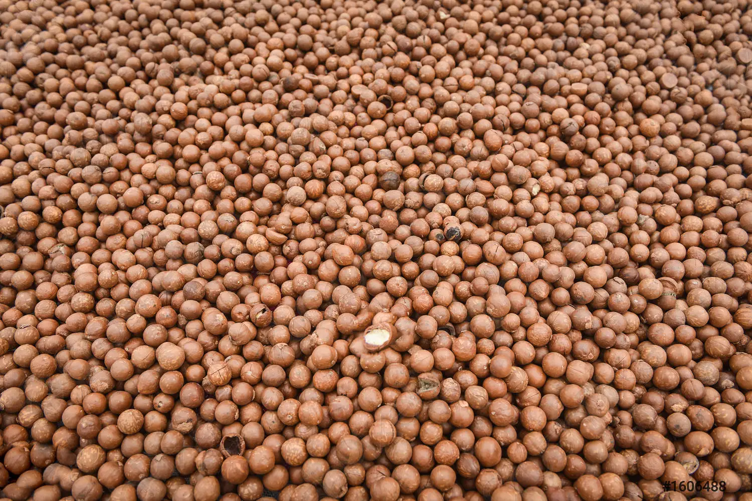
NEWEST CTOP MACADAMIA NUT VIETNAM ORIGIN 