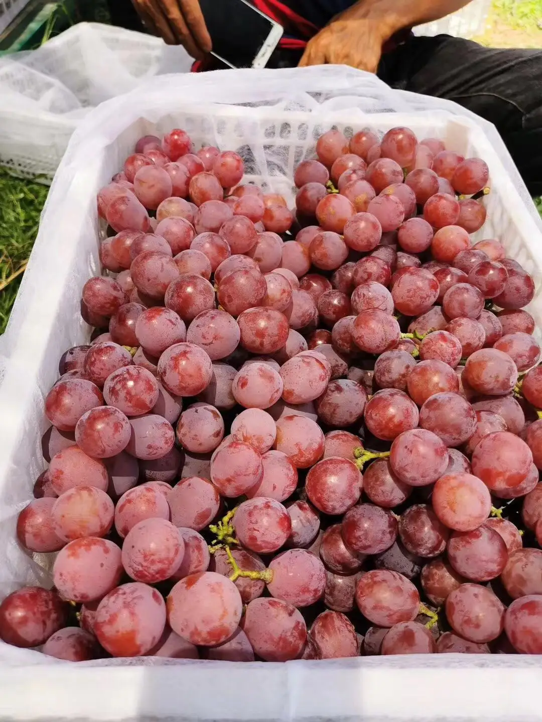 
new season high quality red globe grapes 