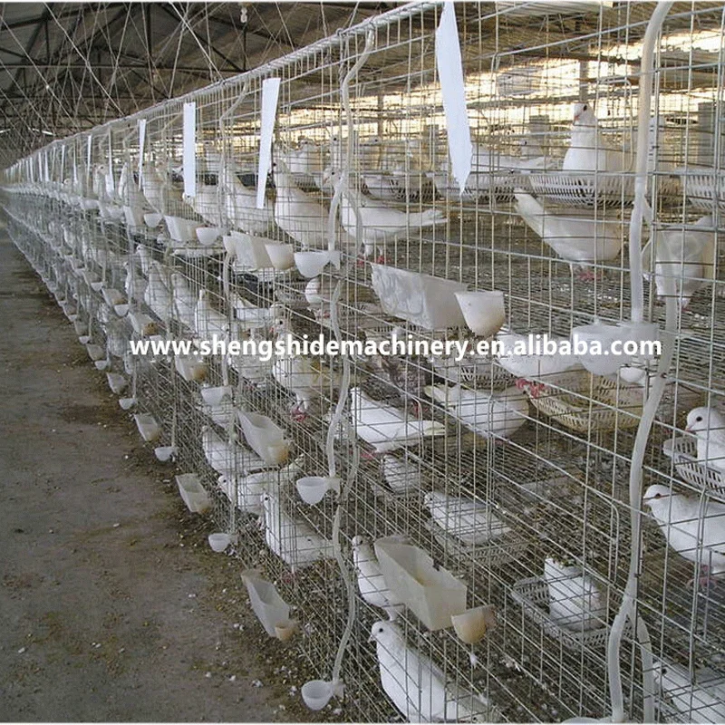 The superior fancy chicken cages for poultry farm