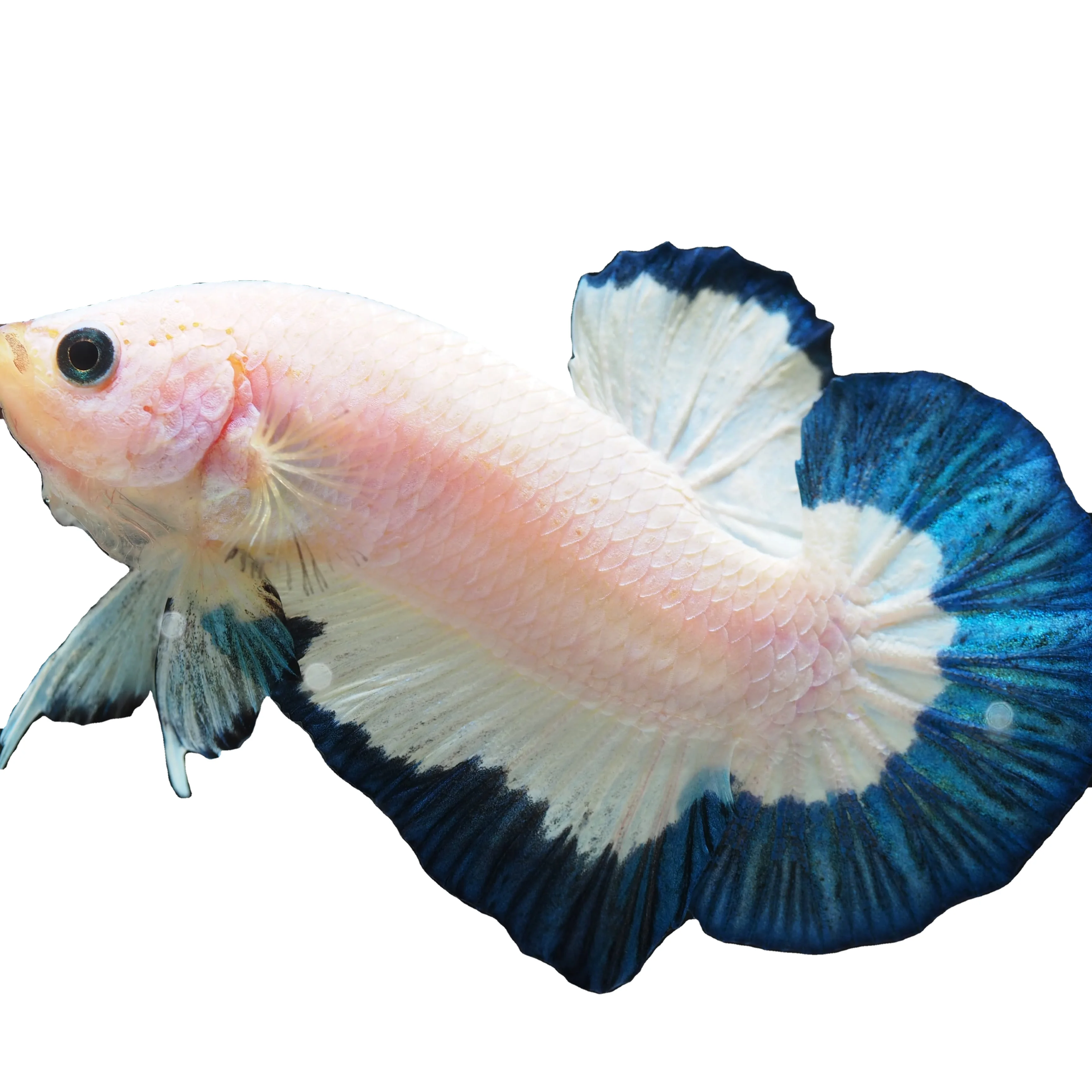 
HMPK BLUE RIM BETTA- Muticolor Thailand Betta Fish Premium Quality Plakat Siamese Fighting Fish Ornamental Aquariums 