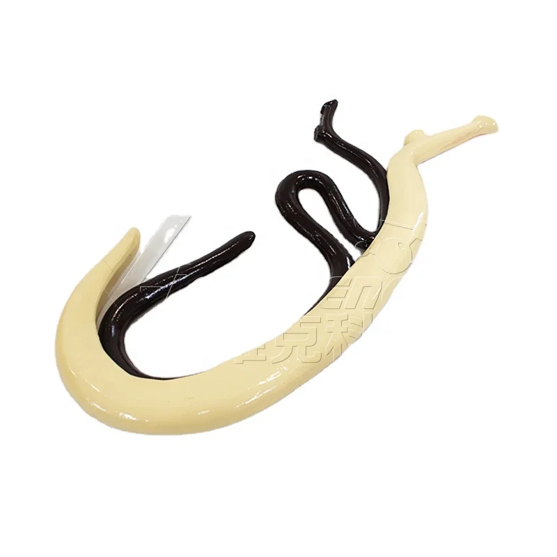 Schistosoma model animal anatomical model medical science education model