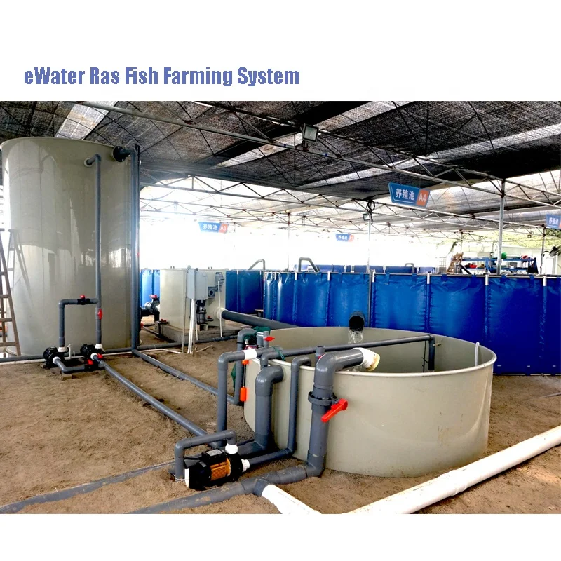 Indoor fish farming ras aquaculture technology fish tilapia fish farming