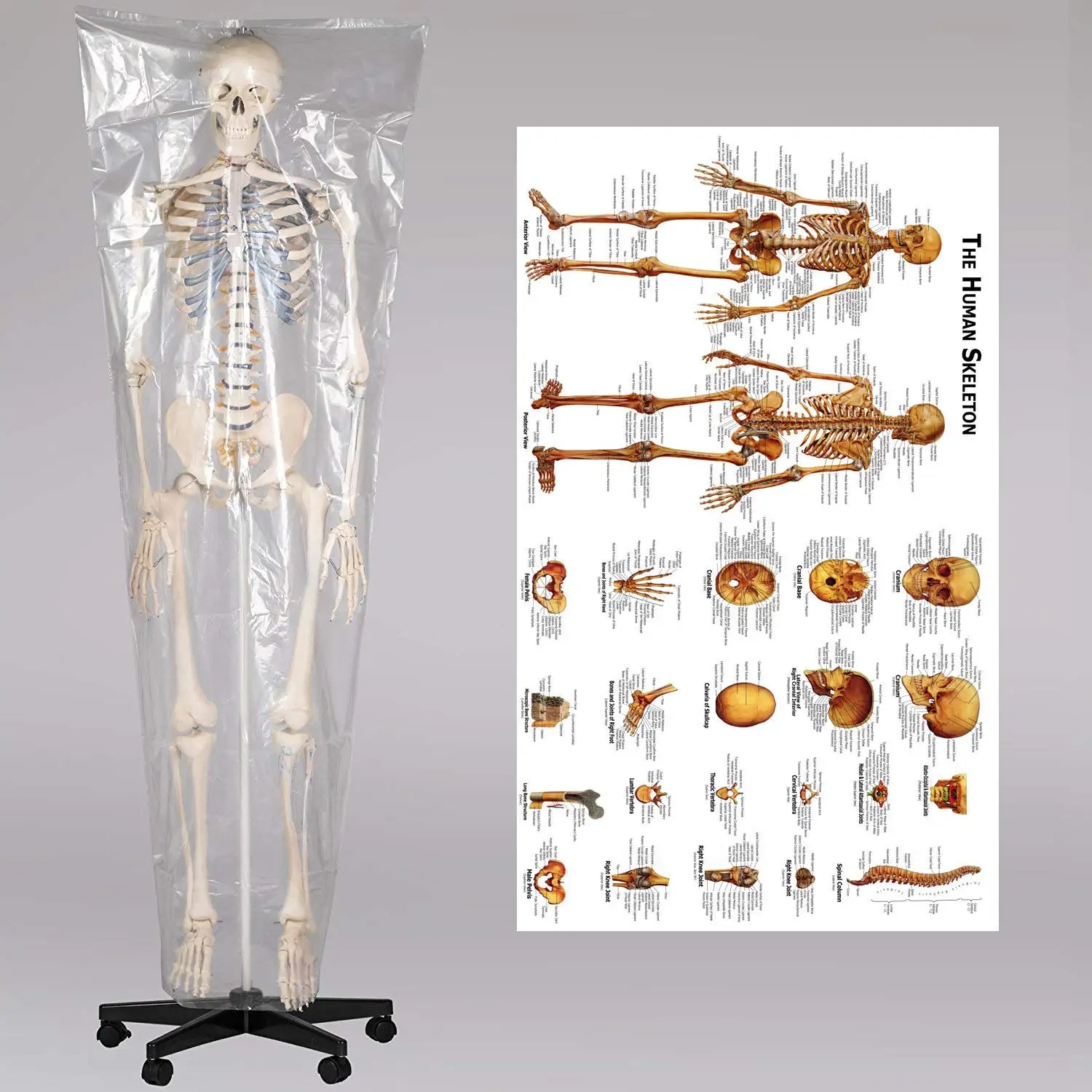 Human Skeleton Model Medical anatomy model human skeleton