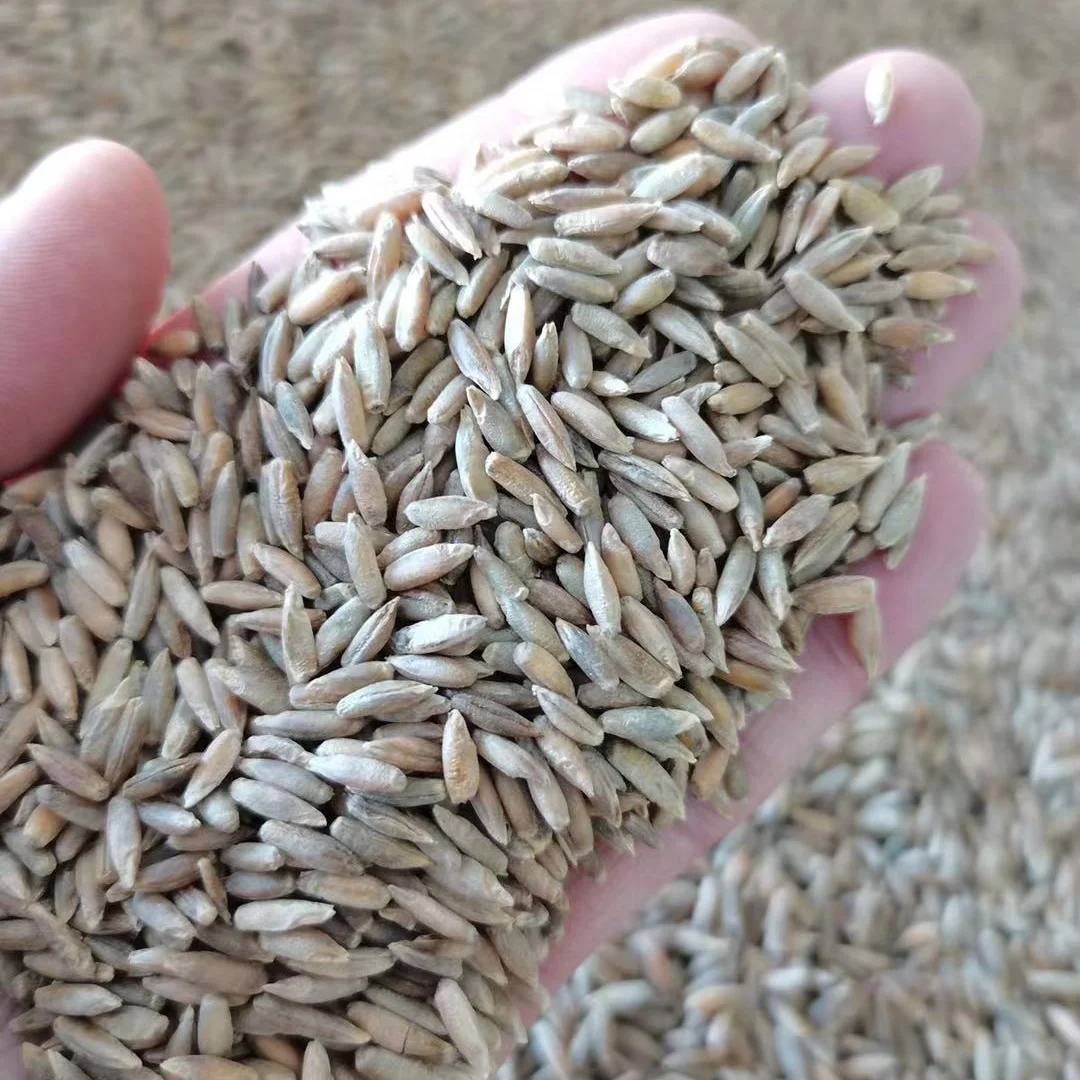 
High Germination Lemon Grass Seed 