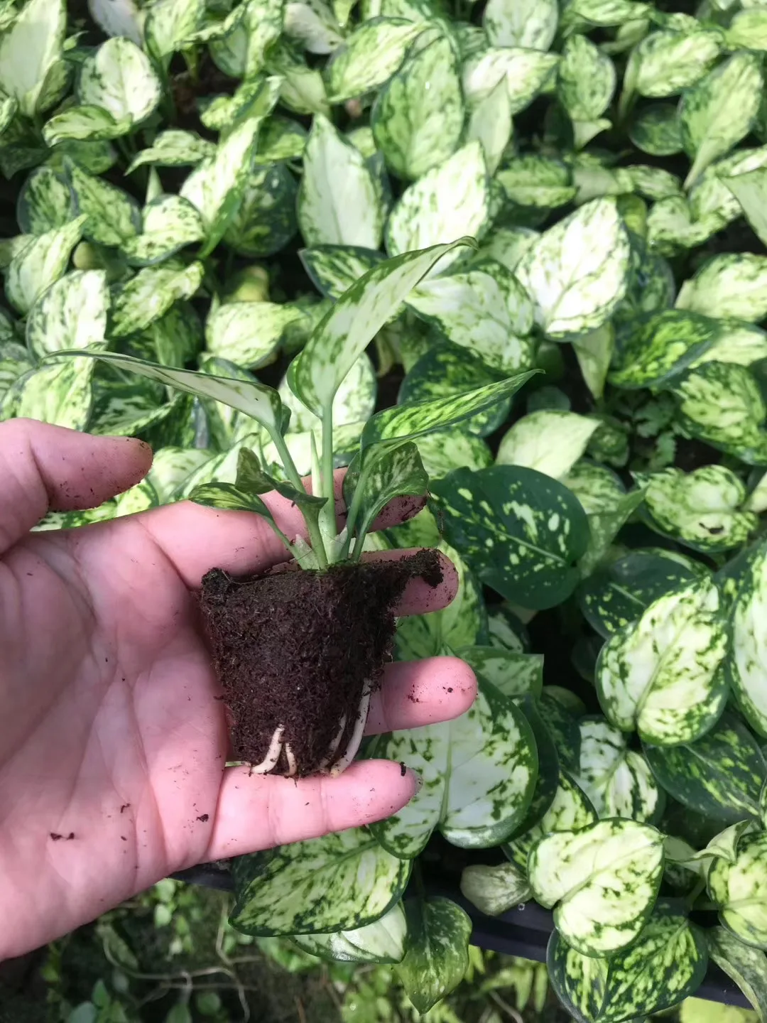  Подростковые растения украшение для дома натуральное растение aglaonema hongyan Geely красная