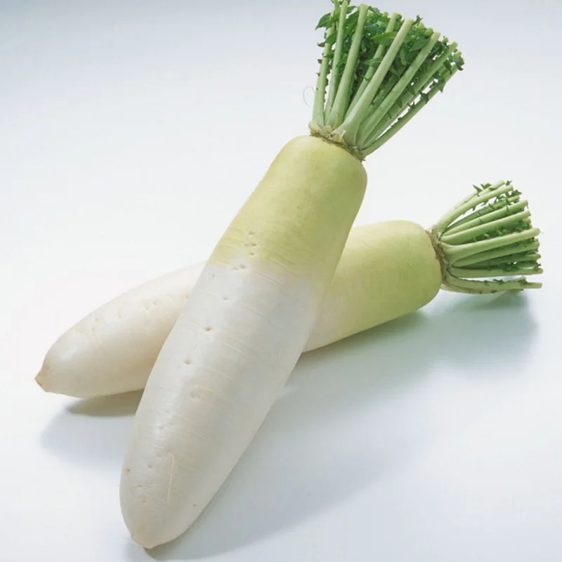 High quality vegetable fresh daikon radish
