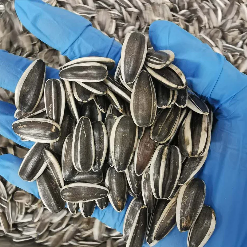 
Raw Chinese Wholesale sunflower seeds jumbo 