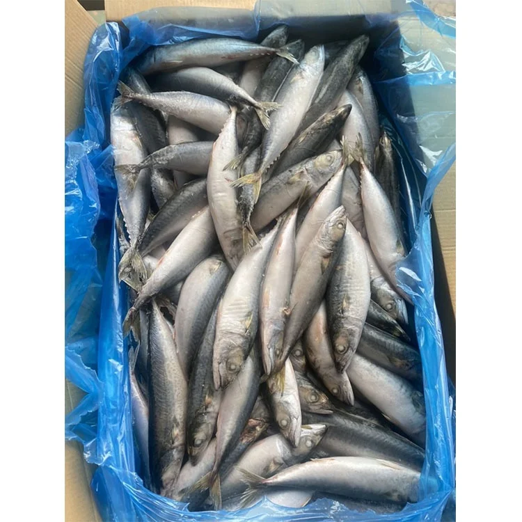 Frozen Pacific Mackerel Fish Importers for Sale Buy Whole Fresh Frozen Pacific Mackerel Mackerel Pacific Fish