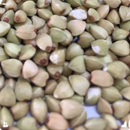 2022 new crop buckwheat filling  roasted buckwheat on sale