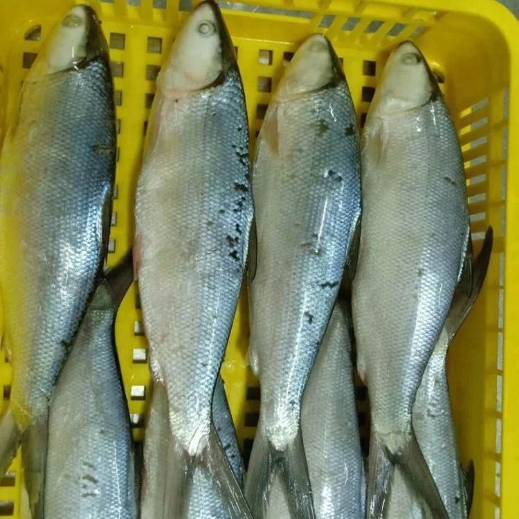 Frozen Milk Fish Good Sale from Indonesia
