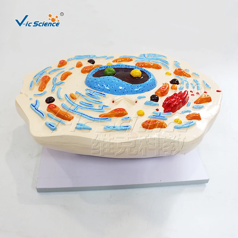 Cell submicrostructure model biology teaching model anatomical model laboratory and school equipment