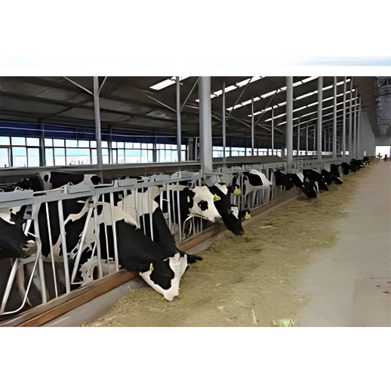 prefabricated cattle shed  metal cattle shelter large cattle shed steel building  steel structure dairy shed