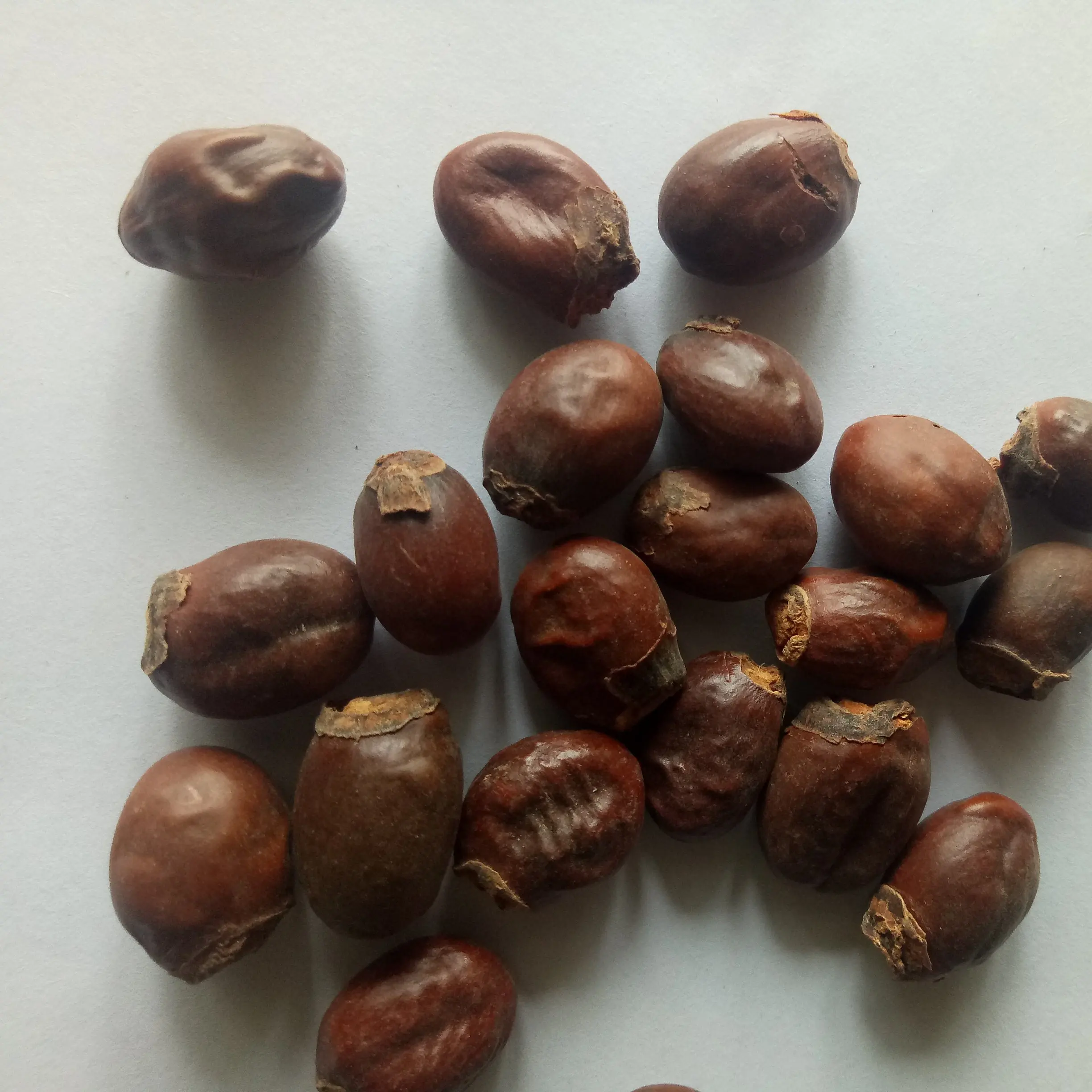 Li zhi he High quality pure seeds dried natural Semen