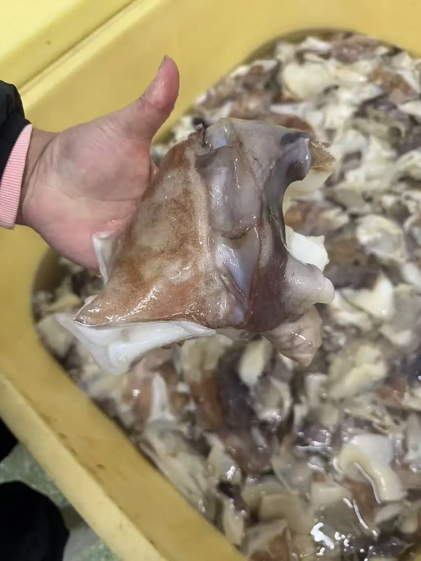Calamari necks Dosidicus Gigas Wholesale Giant Squid neck whole cleaned squid tentacles
