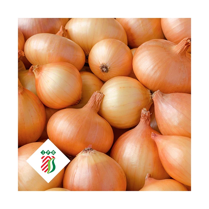 Fresh yellow onions Holland The Netherlands for wholesale private label sizes 75mm / 105mm 5 - 25kg bags best quality