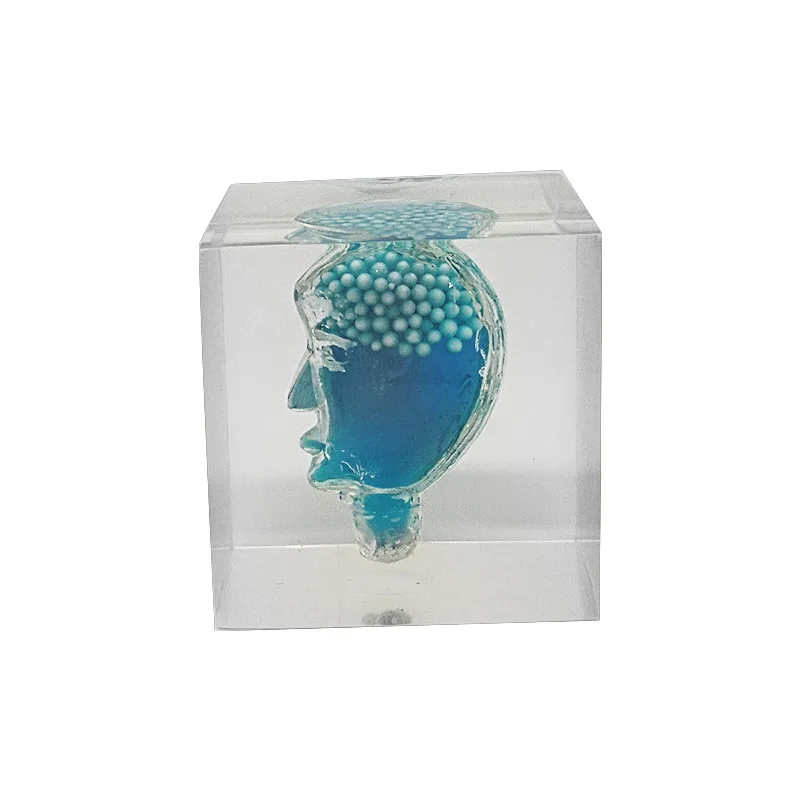Custom Transparent Acrylic Cube Clear Resin Gift Crafts Acrylic Stomach Paperweight Gifts For Doctors