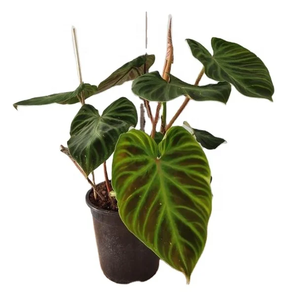 Редкие растения Philodendron Verrucosum редкий