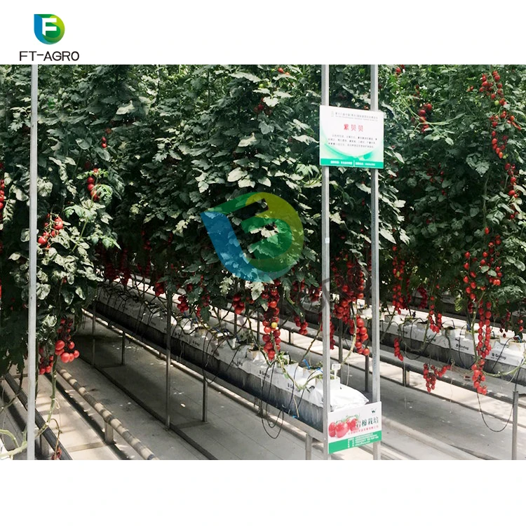 High Efficient Plant Indoor Hydroponic Grow Greenhouse