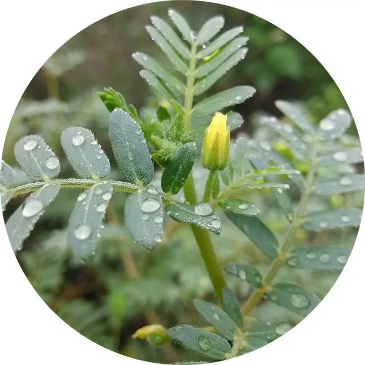 China Supplier Wholesale Testosterona Powder Biji Tribulus Terrestris