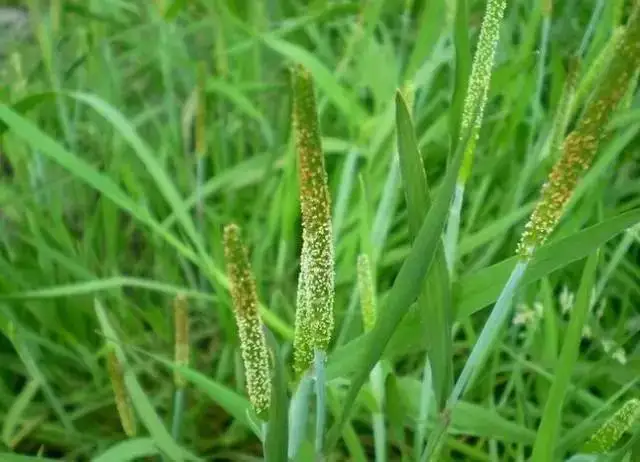 Граминозный гербицид биспирибак-натрий 10% SC 40% SC CAS 125401-92-5 биспирибак-бенсульфурон-метил гербицид биспирибак s