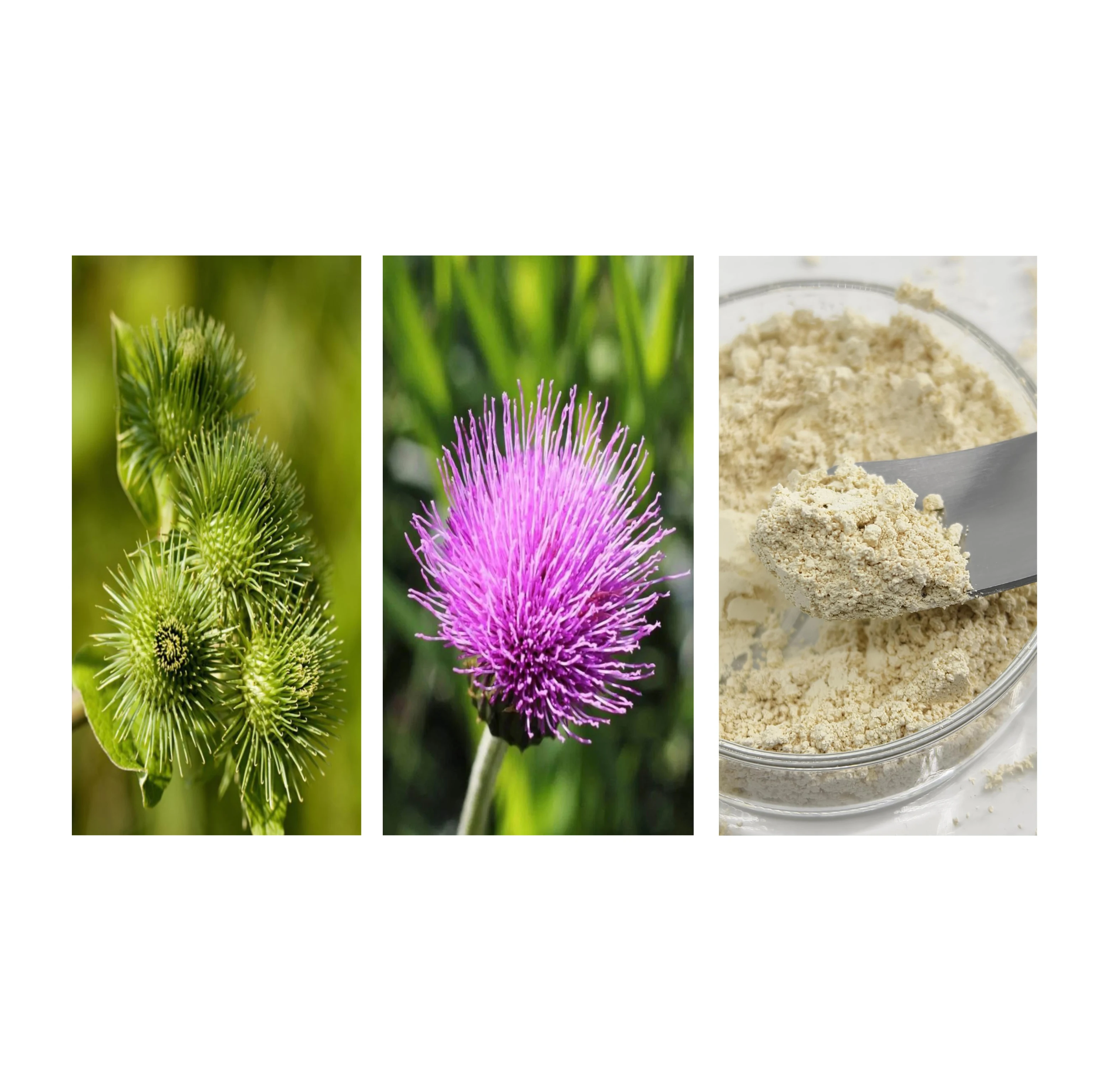 RICI Milk Thistle Seed/Flower Extract  Silybin 98 Powder Milk Thistle Dry Extract Silbin Powder