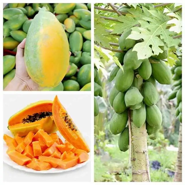 
Fresh Papaya Organic Green Papaya Best Quality & Fresh Fruit Papaya Famous Factory Supply Fruit Powder 