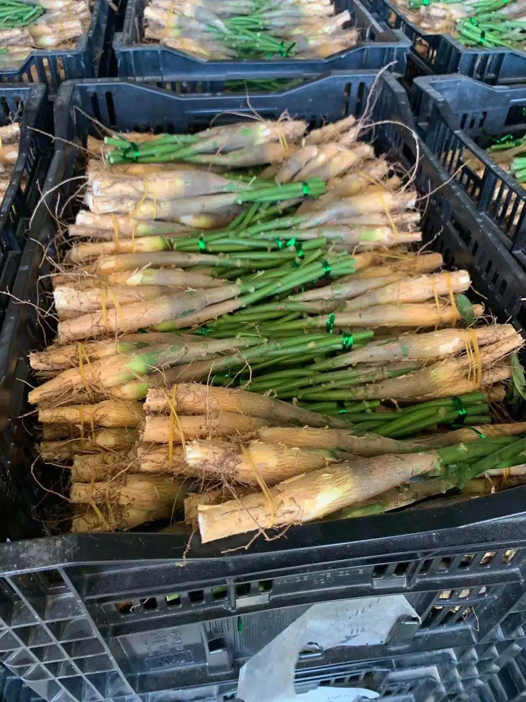 Indoor Live Plant  Pachria Macrocarpa Money Tree Height 40-60ccm form grower