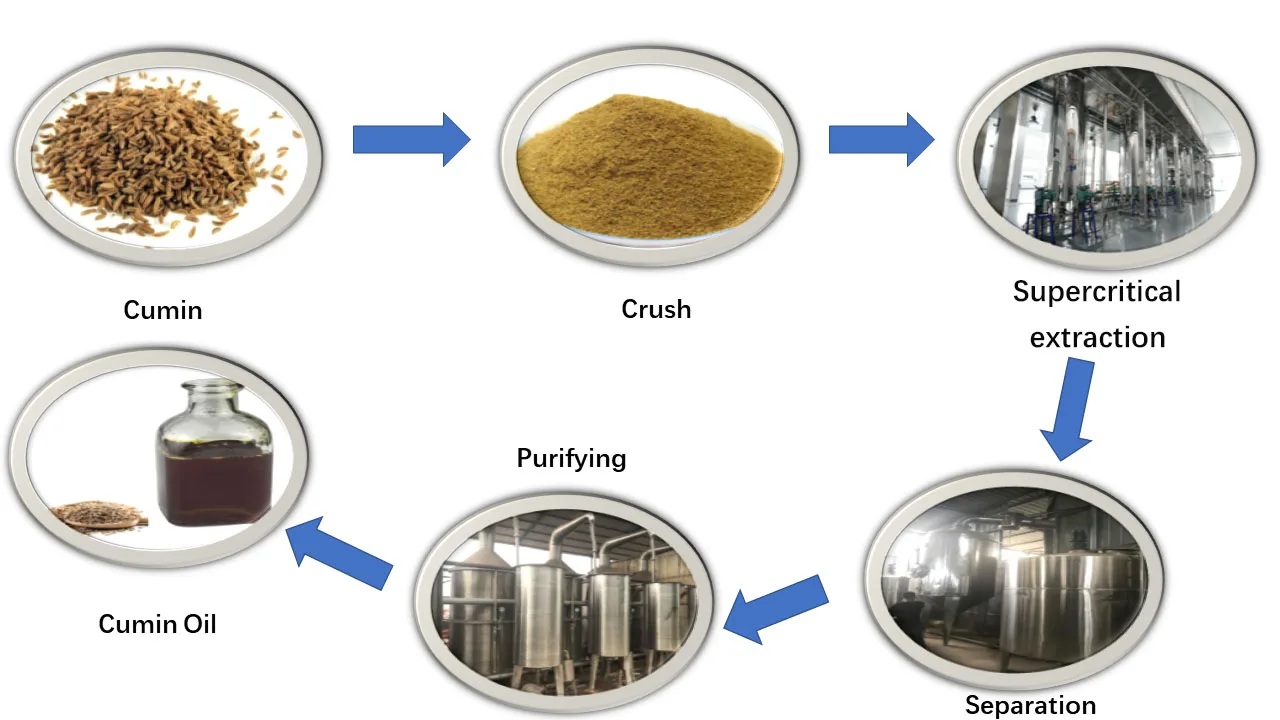 
Wholesale Bulk Supercritical CO2 Extraction Cumin Oleoresin for Food 