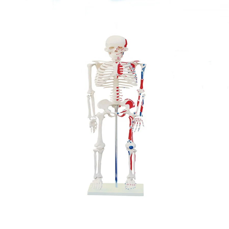 Factory price medical skeleton model educational skeleton model with Nerves and blood vessels Nerves and blood vessels