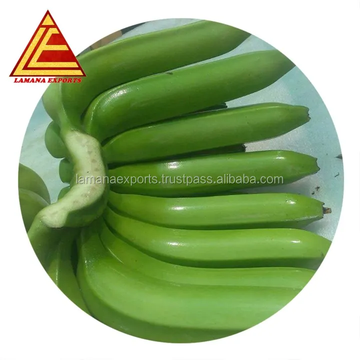 Fresh Cavendish banana for Export Vietnam Malaysia Singapore